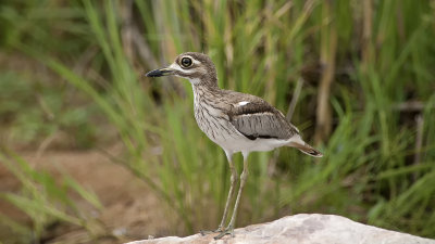 Water Thick-knee / Watergriel 