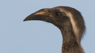 African grey Hornbill / Grijze Tok 