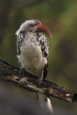 Northern Red-billed Hornbill / Roodsnaveltok
