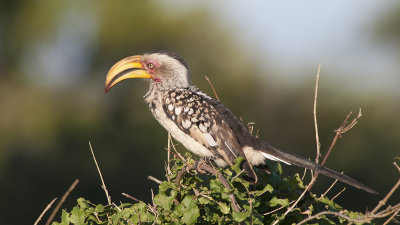 Southern Yellow-billed Hornbill / Zuidelijke Geelsnaveltok