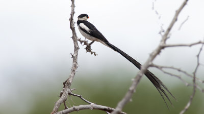 Pin-tailed Whydah / Dominikanerwida