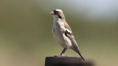 White-browed Sparrow-weaver / Mahali-wever