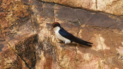 Wire-tailed Swallow / Roodkruinzwaluw