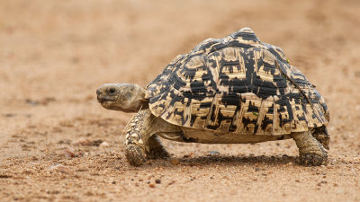 Leopard Turtle / Luipaard Schildpad