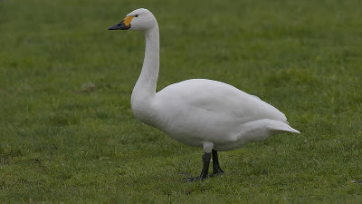 Bewick's Swan  / Kleine zwaan