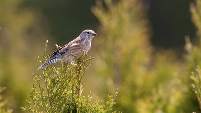Kneu / Common linnet