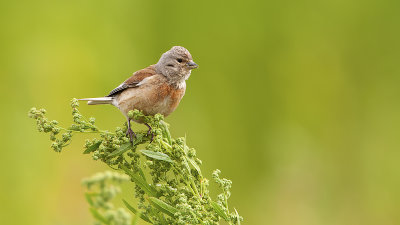 Kneu / Common linnet