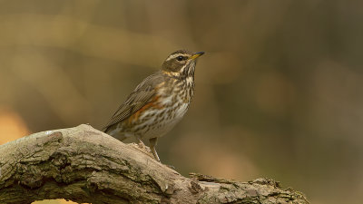 Koperwiek / Redwing