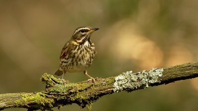 Koperwiek / Redwing