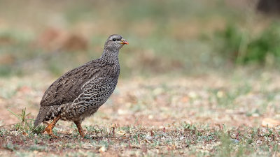 Natal Spurfowl / Natal Frankolein