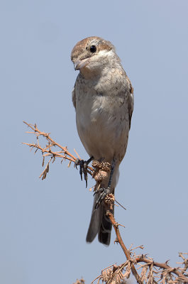 Red-backed Shrike / Grauwe Klauwier