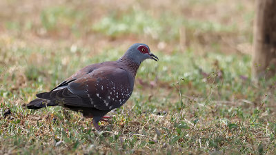 Gespikkelde duif / Speckled pigeon