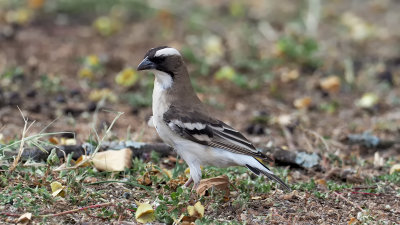 White-browed Sparrow-weaver / Mahali-wever