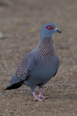 Gespikkelde duif / Speckled pigeon