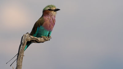Vorkstaartscharrelaar / Lilac-breasted roller