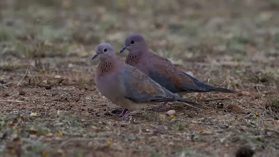 Palmtortel / Laughing dove