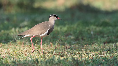 Crowned Lapwing / Diadeemkievit