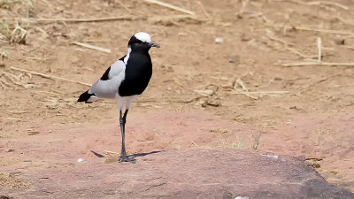 Blacksmith Lapwing / Smidsplevier