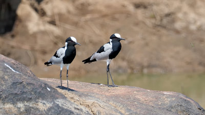 Blacksmith Lapwing / Smidsplevier