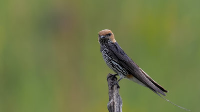 Lesser Striped Swallow / Savannezwaluw