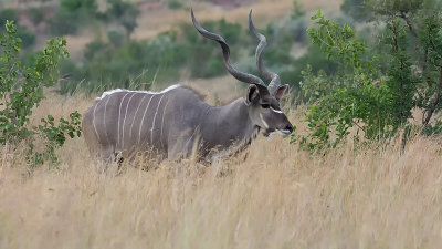 Greater Kudu / Grote Koedoe