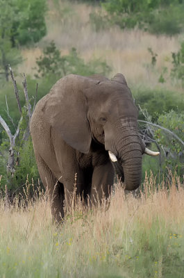 African Elephant / Afrikaanse Olifant