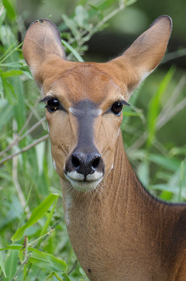 Nyala / Nyala