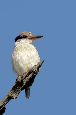 Striped Kingfisher / Gestreepte IJsvogel