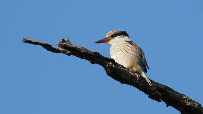 Striped Kingfisher / Gestreepte IJsvogel