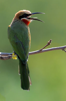 Witkapbijeneter / White-fronted bee-eater