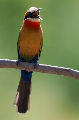 Witkapbijeneter / White-fronted bee-eater
