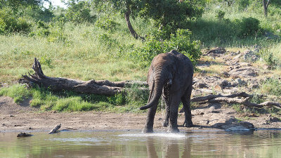 African Elephant / Afrikaanse Olifant