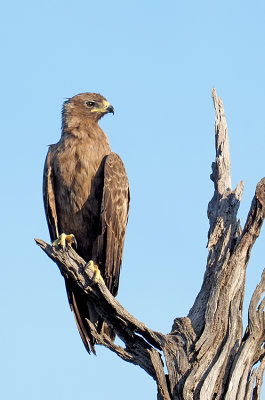 Tawny Eagle / Savannearend