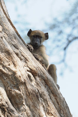 Chacma Baboon / Beerbaviaan