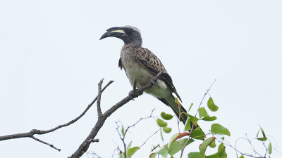 African Grey Hornbill / Grijze Tok