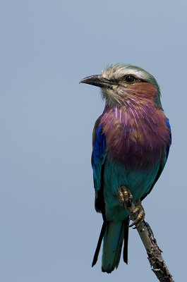 Vorkstaartscharrelaar / Lilac-breasted roller