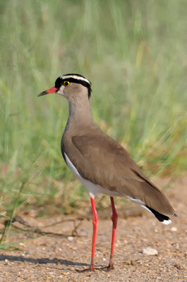 Crowned Lapwing / Diadeemkievit