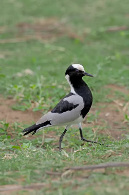 Blacksmith Lapwing / Smidspleviers
