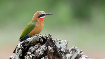 White-fronted Bee-eater / Witkapbijeneter