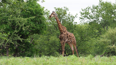 Giraffe / Giraffe