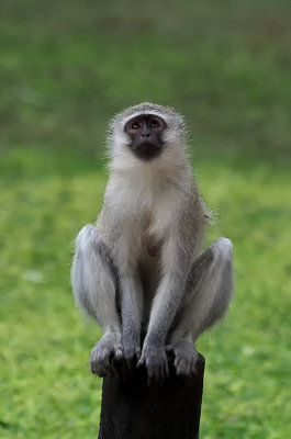 g12/30/1191630/3/170860024.M30x83iq.jpg