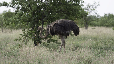 Common Ostrich / Struisvogel