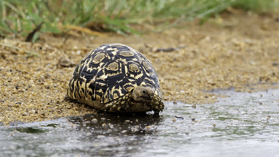 Leopard Turtle / Luipaard Schildpad