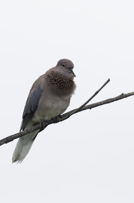 Palmtortel / Laughing dove