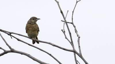 Spike-heeled Lark / Sjirpleeuwerik