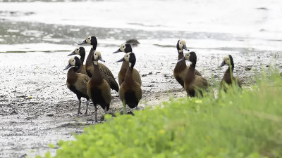 White-faced Whistling Duck - Witwangfluiteend.jpg