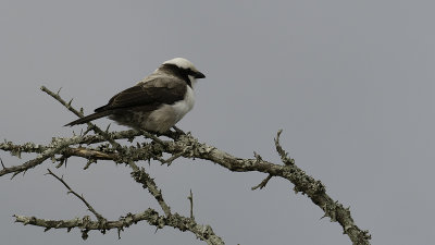 Southern White-crowned Shrike / Witkruinklauwier