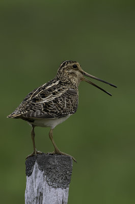 Common Snipe / Watersnip