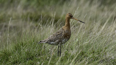 Black-tailed Godwit / Grutto