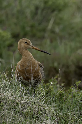 Black-tailed Godwit / Grutto